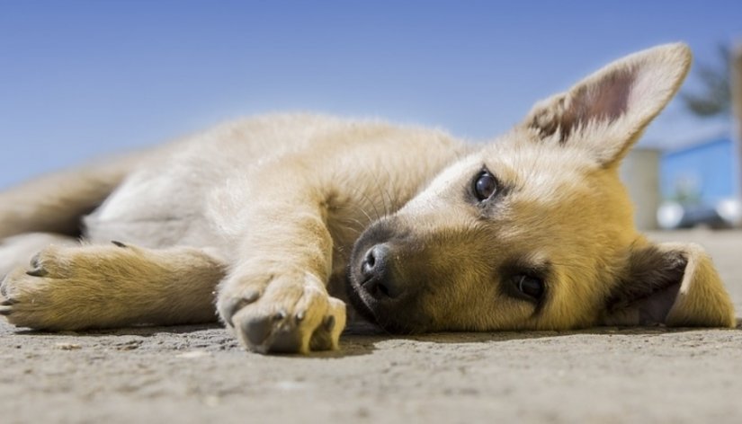 Postoji 10 razloga zašto su mješanci posebniji od čistokrvnih pasa