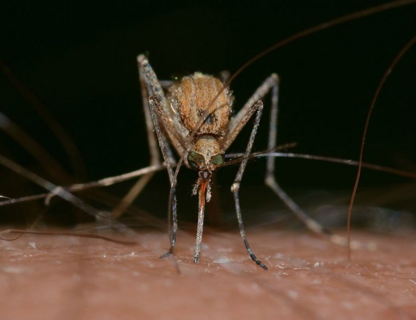 Napravite sami prirodno sredstvo za zaštitu od komaraca