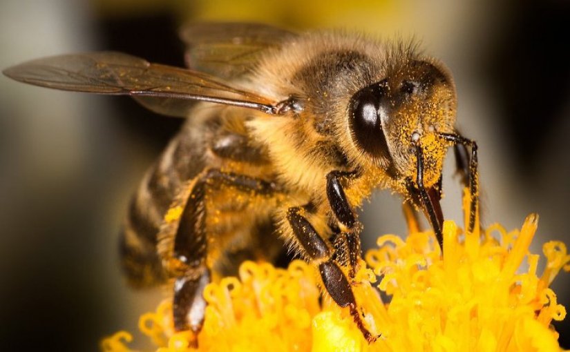 Četrdesetosmogodišnjaku iz Remetinca netko usmrtio 20.000 pčela