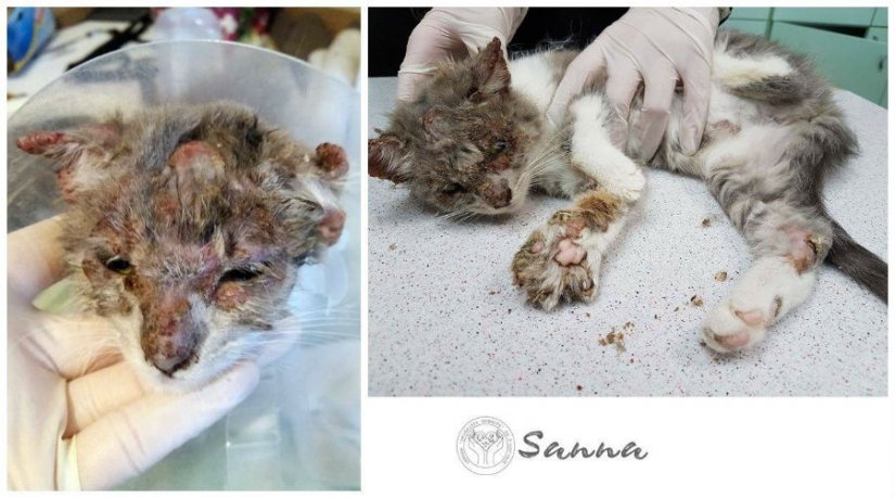 STRAŠNO Volonteri Skloništa dobrote našli ostavljenu mladu macu tijela punog rana