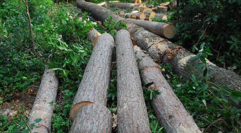 Iz park šume Jelačićke tri muškraca ukrala 11 stabala jasena
