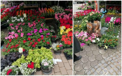 FOTO Vikend u znaku cvijeća: Posjetite Flora Centrum Mundi u Ludbregu