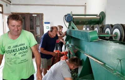 PZ Ludbreški kraj: Proizvođači krastavaca kornišona priželjkuju porast otkupne cijene