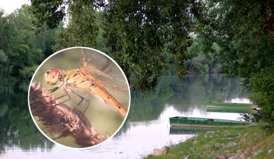 Uz Dravu u Varaždinskoj županiji otkrivene nove vrste kukaca