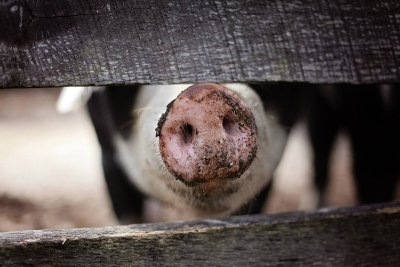 U Hrženici provaljena farma, nepoznati počinitelj ukrao nekoliko svinja