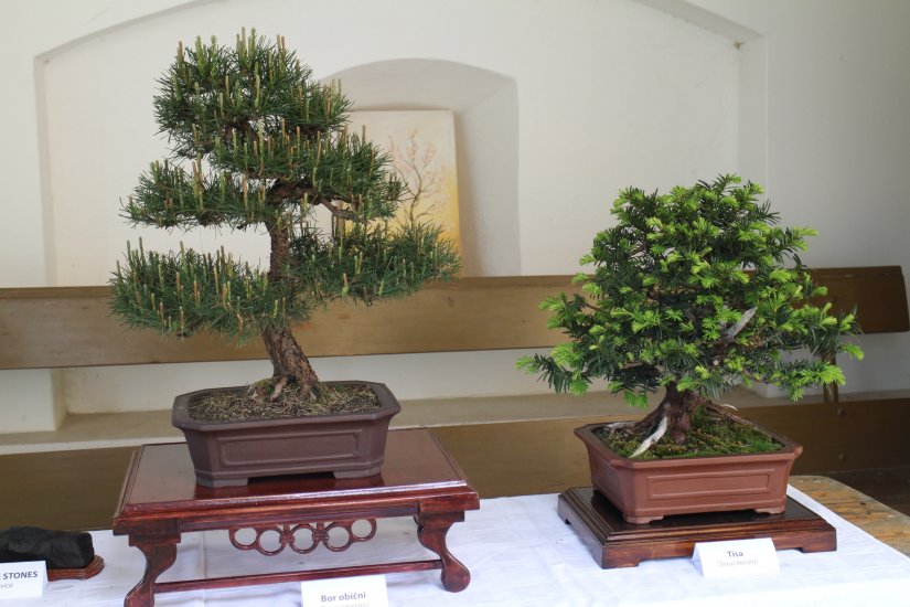 O svijetu bonsai drveća u ludbreškoj knjižnici