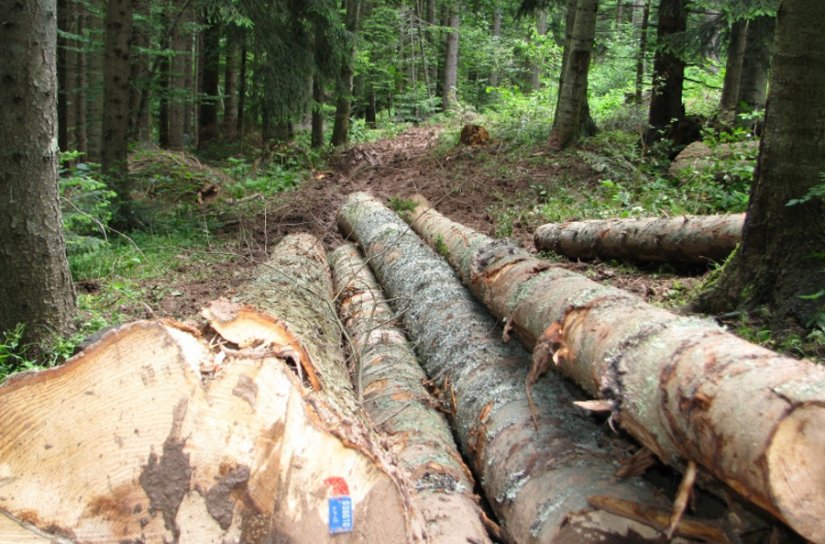 Iz šume između Možđenca i Sudovca ukrali desetak stabala