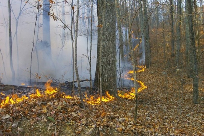 Vatrogasci se još bore s požarom u mjestu Vrbno