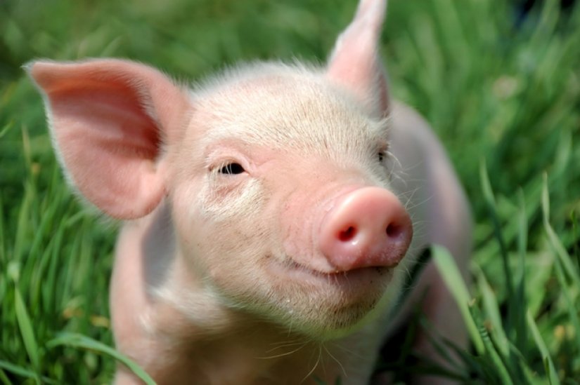 Koretinec: Provalio na farmu pa zaklao svinju
