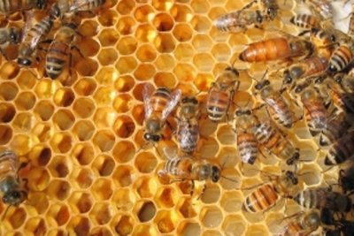 Varaždinska županija redovito pomaže razvoj pčelarstva