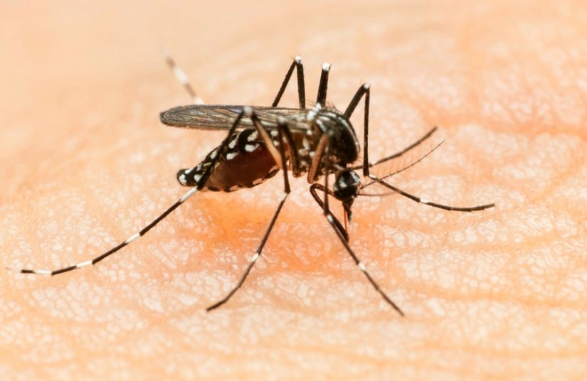 Svjetska zdravstvena organizacija proglasila Zika virus globalnom opasnošću
