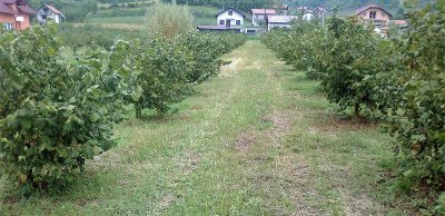 S parcele u Maruševcu iščupano i ukradeno 300 sadnica lješnjaka