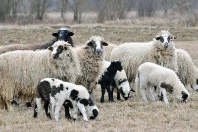 Ukradene ovce stavili su na bicikl i odvezli kući