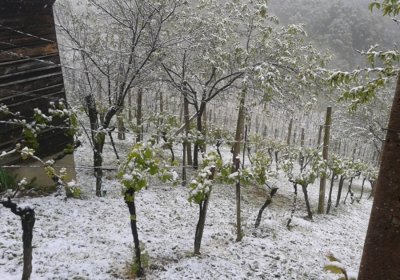 Dodatne štete u dijelovima županije nakon mraza izazvao je i snijeg