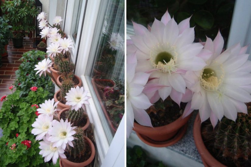 FOTO: Nježni cvjetovi kaktusa ukrasili kuću Ane Martan iz Madžareva