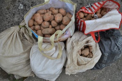Petero djece s njive nedaleko Pribislavca ukralo petstotinjak kilograma krumpira