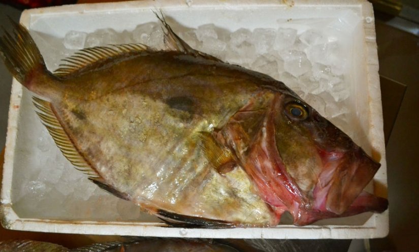 Kvalitetna i svježa jadranska riba u Shamperu