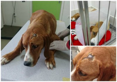 STRAŠNO Psu Borni netko slomio obje noge, pomozite donacijom za operaciju