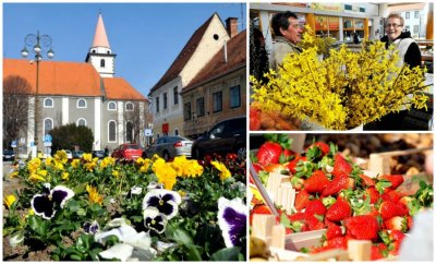 FOTO U Varaždin stiglo proljeće puno boja cvijeća i mirisa jagoda s placa