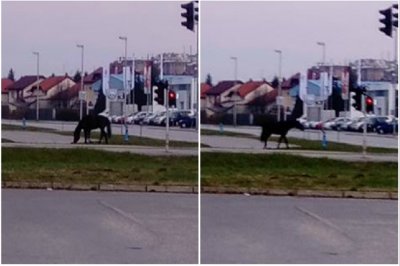 Nesvakidašnji prizor: Ulicom Vilka Novaka odlučio prošetati crni konj