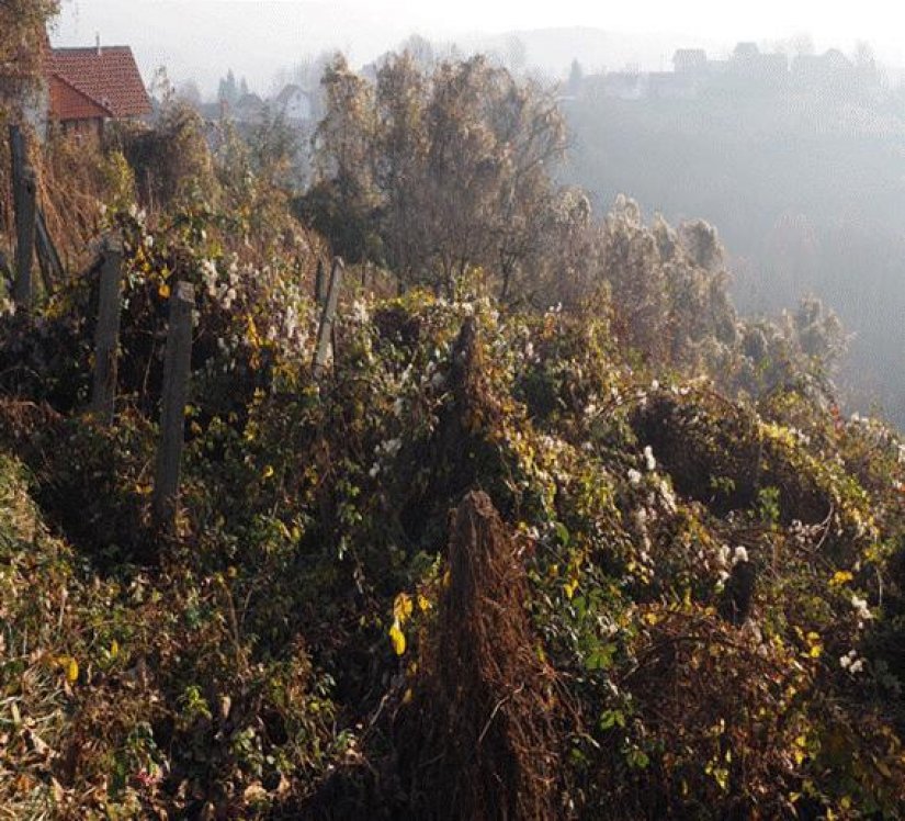 DIVLJAŠTVO Nepoznati vandal oštetio stotine komada trsova vinove loze i stotinjak voćaka