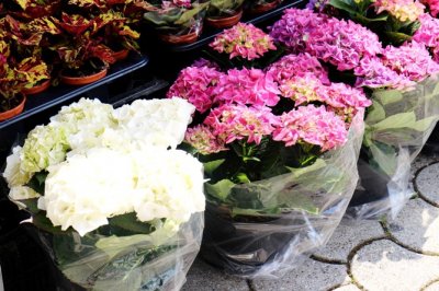 Zbog izložbe cvijeća, u Ludbregu do nedjelje posebna regulacija prometa