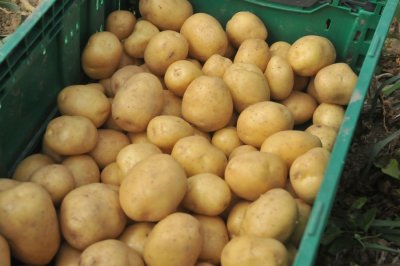 S polja u Poljani Biškupečkoj lopov ukrao više stotina kilograma krumpira