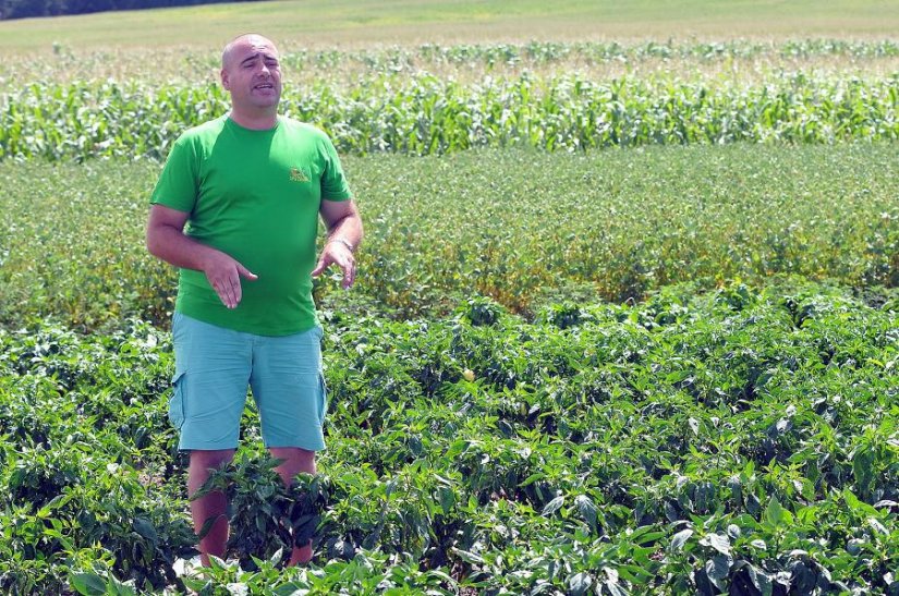 Kriminalist  Saša Lenček na osam hektara uzgaja papriku, krumpir, krastavce...