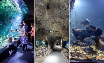 Posjetite čudesnu Aquatiku - slatkovodni akvarij u Karlovcu