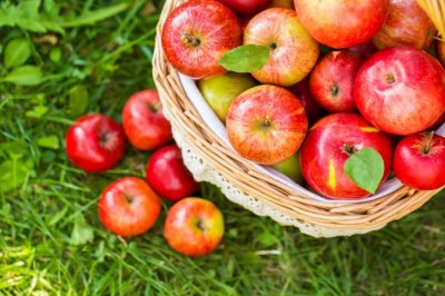 Čeka li nas zima bez jabuka?! Mraz uništio 30 posto uroda