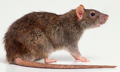 Uvjetno osuđena na plaćanje novčane kazne od 2.500 kuna zbog - štakora