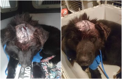 Grad Ivanec podmirit će troškove liječenja divljački pretučenog psa nađenog u Horvatskom