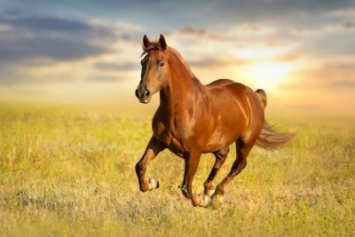 Bizarna nesreća u Međimurju: Konj usmrtio vlasnika (69)
