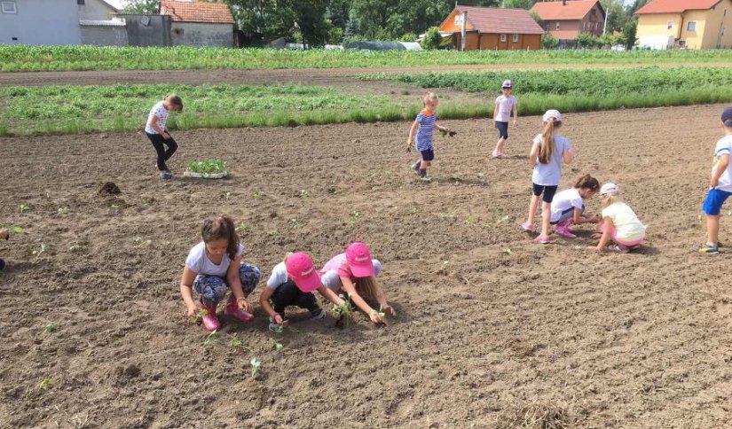Čuvaju tradiciju i kvalitetu: Mališani u Domitrovcu sadili Varaždinsko zelje