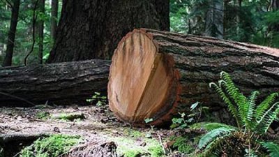 41-godišnjak ozlijeđen prilikom rušenja stabla u šumi