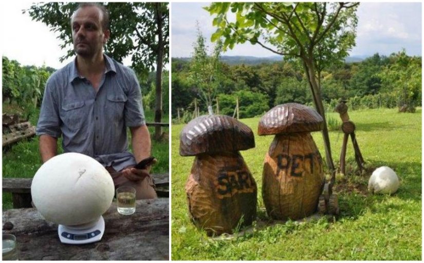 U vinogradu Tomislava Horvata u Imbriovcu rastu ogromne gljive puhare