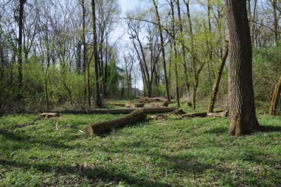 Zelena čistka u Varaždinu: Eko breza kreće u čišćenje Dravske park šume