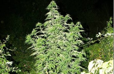Ivanečka policija kod 26-godišnjaka pronašla marihuanu te sjemenke i biljke konoplje