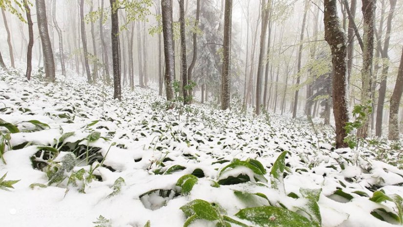 Svibanjski snijeg na Ivanščici