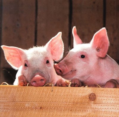 Zbog širenja afričke svinjske kuge preventivne aktivnosti posebno važne u ljetnoj sezoni