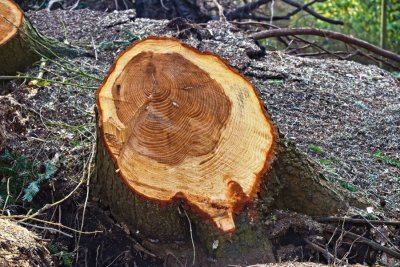 Lopovi iz šume kod Županca ukrali porušili i ukrali stabla hrasta, graba i bagrema
