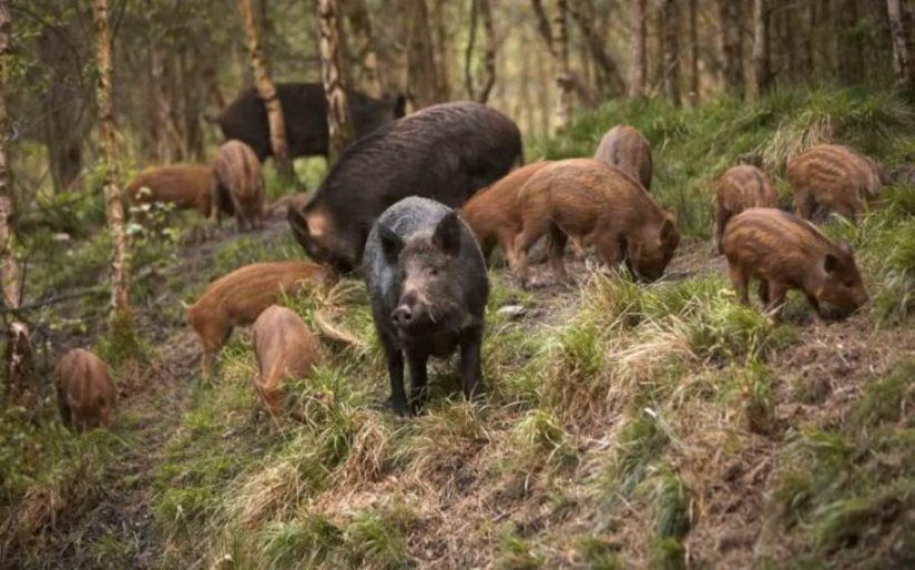 Uvode se novčane nagrade građanima za dojavu o lokaciji uginule divlje svinje