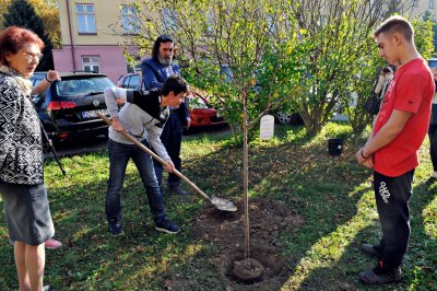 U sklopu akcije kolektivne sadnje drveća gradonačelnik s učenicima sadio voćke ispred škola