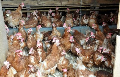 Besplatna edukacija: Kako unaprijediti peradarsku proizvodnju i povećati prodaju mesa i jaja