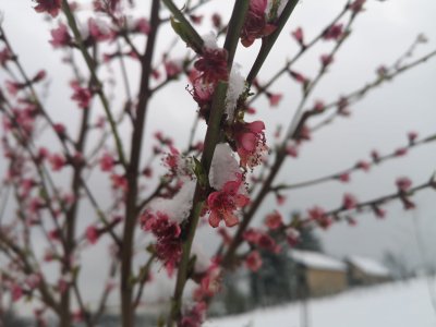 FOTO Na varaždinskim bregima vlada prava zimska idila, a snijeg prekrio tek procvale voćke