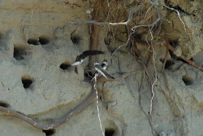 FOTO Najmanje europske lastavice, bregunice, vratile su se s juga na Dravu, čuvajmo ih!
