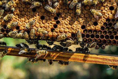 U Međimurskoj županji proglašena prirodna nepogoda zbog masovnog uginuća pčela