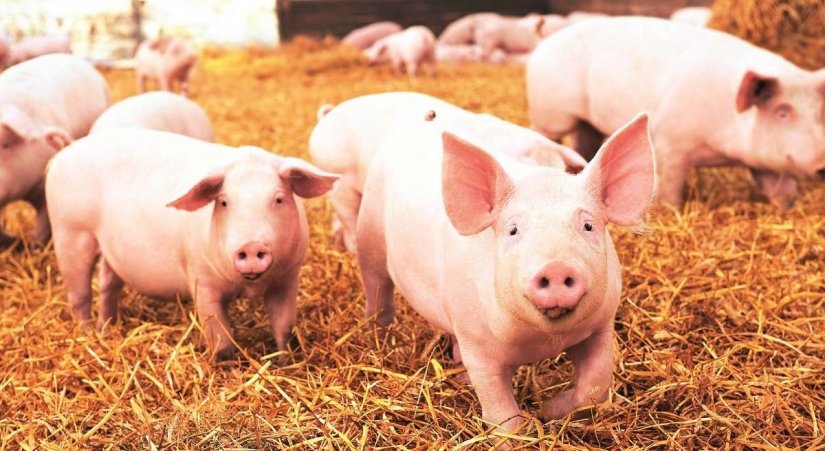 Pomor svinja: Kvar u ventilaciji poguban za 1000 svinja varaždinskog poduzeća u Kelemenu