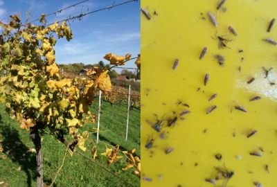 Borba protiv zlatne žutice: Vinogradari, pripazite na pojavu američkog cvrčka