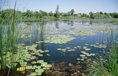 Pet država prvi puta uspostavlja rezervat biosfere Mura-Drava-Dunav
